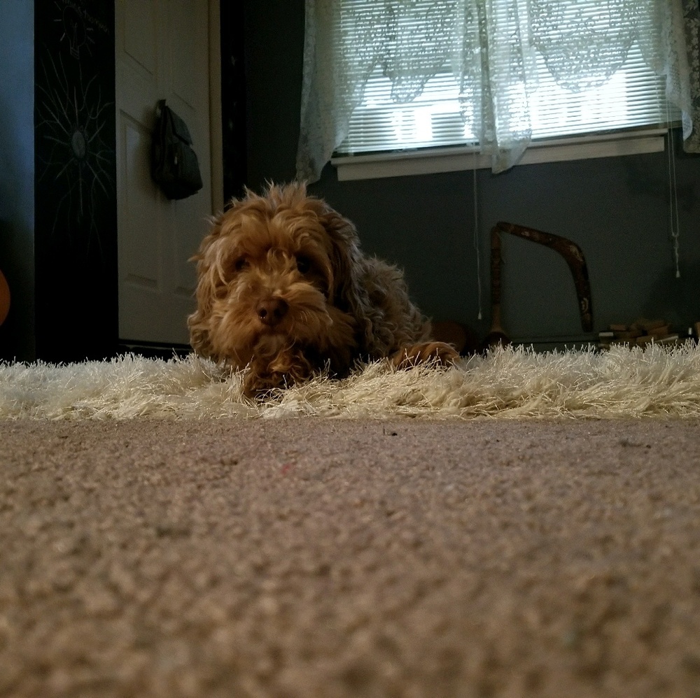 Meet your Posher, Daisy